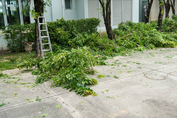 Professional Tree Services in Holly Hills, CO