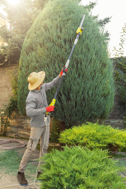How Our Tree Care Process Works  in  Holly Hills, CO